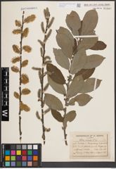 Foto von Salix cinerea L.
